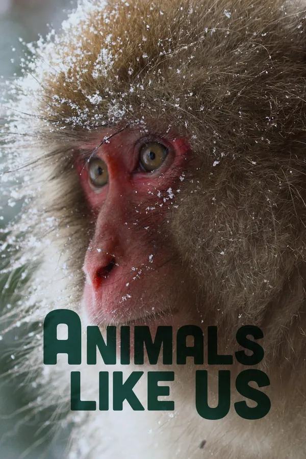 Animals Like Us poster